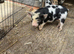 Kune Kune Piglets Ready To Leave Now. Boys and Girls. Beautiful Markings! Boys £40, Girls £140