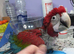 Two greenwing macaw chicks