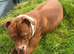 American bulldog cross