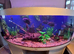 5ft jewels rio bow front fish tank with fish and accessories