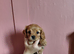 F1B Cavapoo