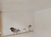 Young unsexed bengalese finches for sale