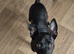 Alpha blue blood bulldog cross puppy - comes with all her things