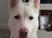 Koda