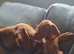 KC Registered Hungarian Vizsla Puppies