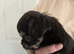 Tri colour male chihuahua puppy thai lines