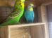3 Budgies, 2 cocks and one hen £70 for all 3 or £30 per bird