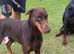 Adult chocolate doberman