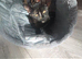 Female calico