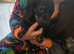 Dachshund puppies for sale