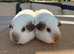 Pure bred California young sow guinea pigs