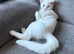 6 month old white kitten
