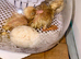 2 cherry valley ducklings