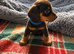 Beautiful happy and healthy chocolate and cream dachshund puppies