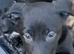 Well bred beautiful lurcher puppies