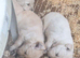 Goldies litter