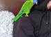 Beautiful tempered bird lovely once he gains your trust loves head rubs n attention