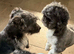 Tiny Jackapooshih pups 1 boy 2 girls left