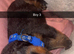 Beautiful Rottweiler pups for sale