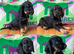 Kc Black and Tan boys only 17 dna health tested clear