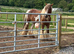 Solid cob mare