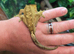 For sale lovely tempament crested gecko
