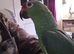 5 year old male Red Lored Amazon Parrot