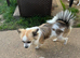 Pomchi boy for sale