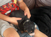 Gorgeous dachshund puppies