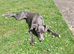 Italian Greyhound x Whippet