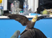 Male cockatiel