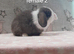 Stunning purebred mini lop rabbits