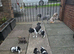 6 &frac12; weeks old. Lhasa apso girl. Mum n dad can be both seen.