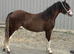 Black splash filly