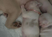French bulldogs
