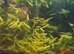 Yellow Cherry Shrimps