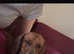 Dachshund for sale !!!!!