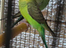 Beautiful bfbw budgies