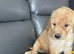 toy poodles