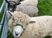 Very Tame Lambs