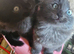4 long haired kittens