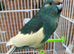 Lovely female kakariki