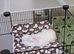 Urgent Rehoming, Mini Lop bunny, Daisy
