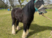 For sale 13 hh cob gelding