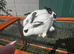 mini lop x