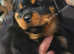 Rottweiler for stud