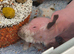 2 baby skinny pigs