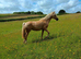 Registered Welsh sec D palimino filly