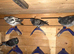 Racing pigeons