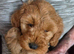 Cockapoo